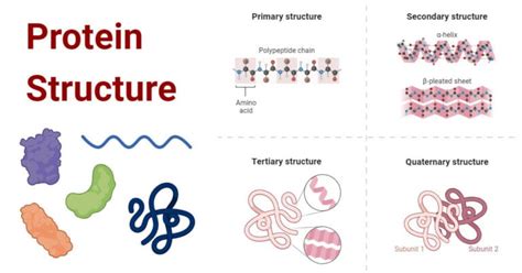 Types Of Protein Structure With Diagrams