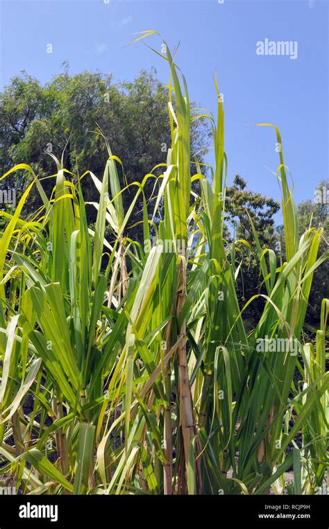 Sugar Cane Zuckerrohr Cukorn D Saccharum Officinarum Stock Photo Alamy