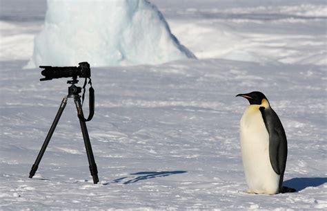 Awesome Antarctica Photography | Inspiration | Scott Photographics ...