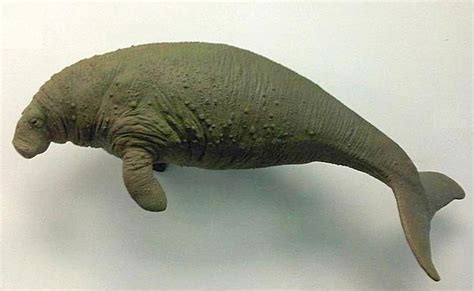Steller’s Sea Cow | Extinct Animals