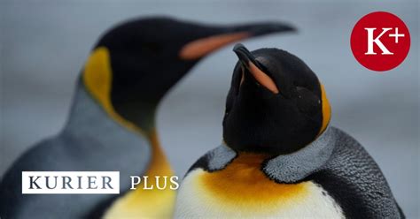 Sex Unter Tieren So Vielf Ltig Ist Ihr Queeres Verhalten Kurier