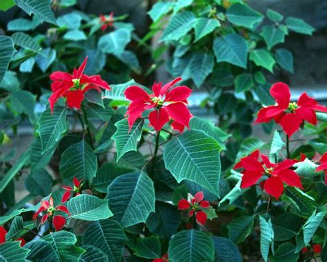 Poinsettia 2 A Photo On Flickriver