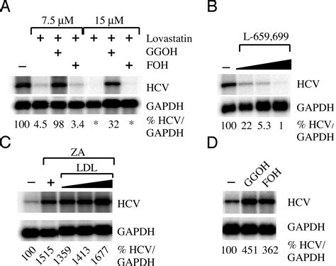 Hepatitis C Virus Rna Replication Is Regulated By Host