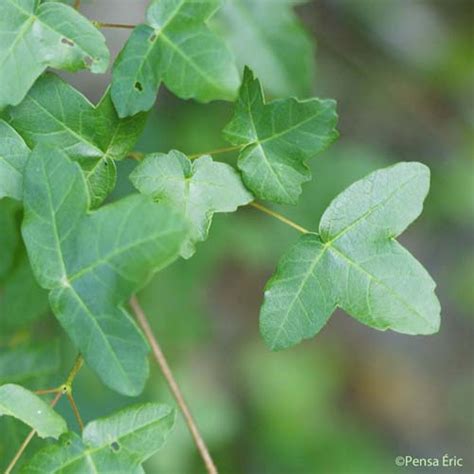 L Érable de Montpellier Acer monspessulanum quelle est cette fleur