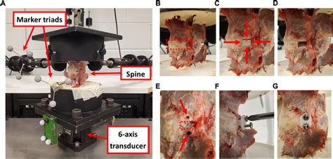 Frontiers Biomechanical Evaluation Of A Novel Repair Strategy For