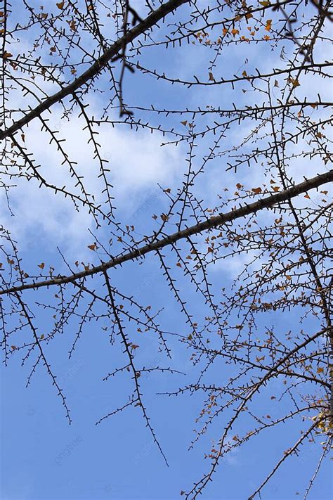 Latar Belakang Langit Biru Jatuh Latar Belakang Musim Gugur Foto Dan