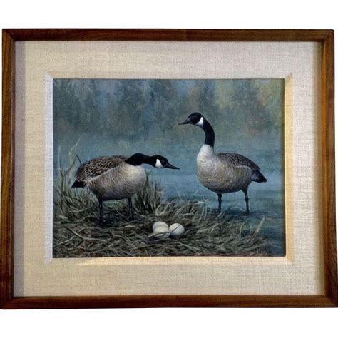 Bob Haynes Canadian Geese On Nest Realistic Oil Painting On Board