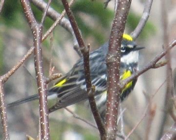 Warbler Species - FeederWatch