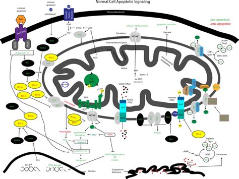 Mitochondrial pathways: interactions between apoptotic signaling and ...