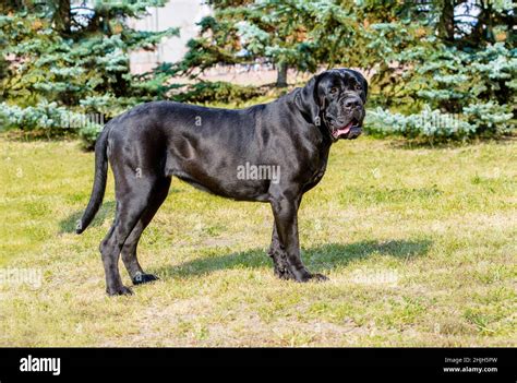 Why Do Cane Corsos Have Their Ears Cropped