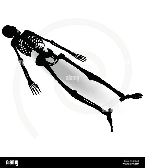 Vector Image Skeleton Silhouette In Prone Pose Isolated On White