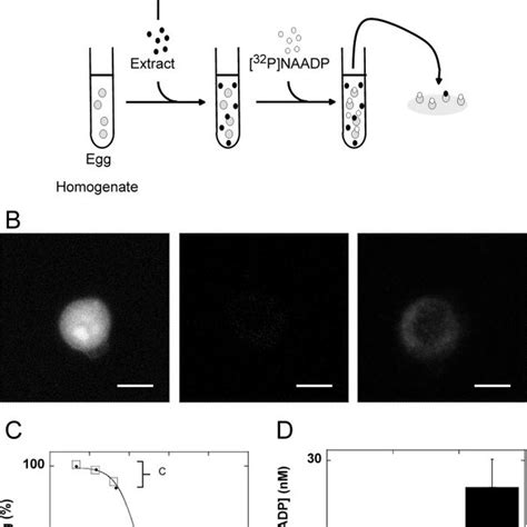 Liposomal Delivery Of Cell Impermeable Molecules Into Pc12 Cells A