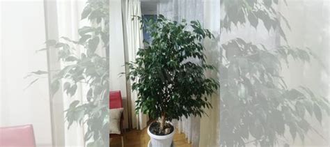 Фикус бенджамина купить в Ростове-на-Дону | Товары для дома и дачи | Авито