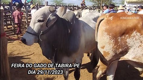 Conheça a Feira do Gado da cidade de Tabira no sertão de Pernambuco