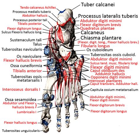 knochen: fuss, knochen von plantar | Yogabuch