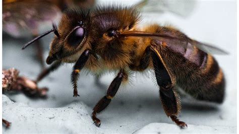 The British Black Bee Project A Crowdfunding Project In Totnes By