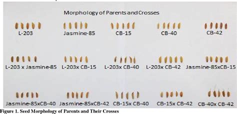 Figure 1 From Combining Ability And Heterosis Analysis For Grain Yield