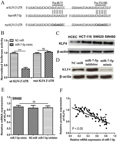 Klf Is A Direct Target Of Mir P A The Predicted Mir P Binding