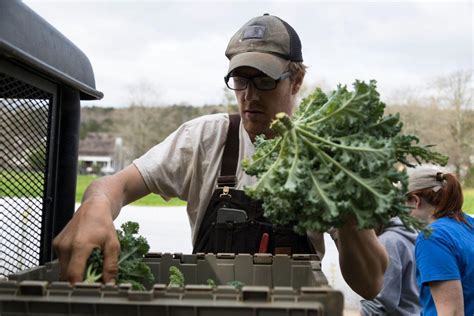 When To Harvest Kale