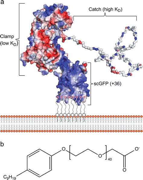 The Artificial Plasma Membrane Binding Construct A Schematic Showing