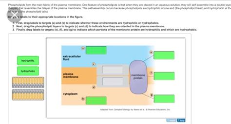 Solved: Phospholipids Form The Main Fabric Of The Plasma M... | Chegg.com