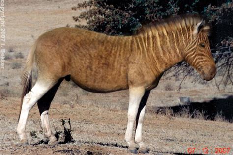 A REAL quagga by Kihara-Quagga on DeviantArt