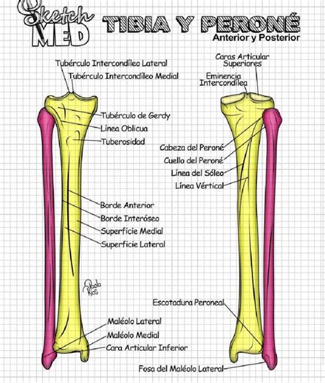 Pin de Dafhnehernandes en Medicina 2 Huesos anatomia Anatomía médica