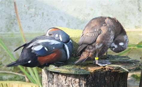 Harlequin Duck British Waterfowl Association