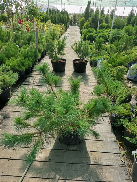 Кедровый Стланик купить в СПб