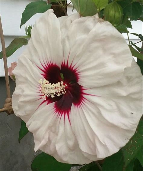 Dinner Plate Hibiscus Beautiful Flowers Beautiful Roses Hibiscus