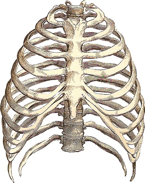 Rib Cage Png Pic Png Mart