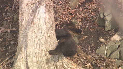 クマここ：クマの近況｜hbc北海道放送