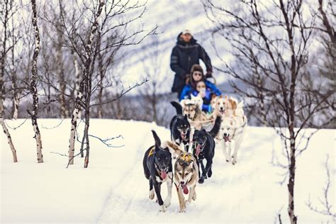 Dog Sledding Holiday | Norwegian Travel