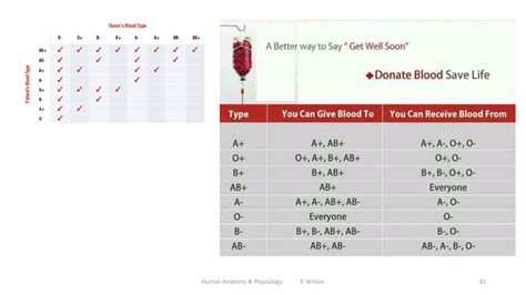 Human Anatomy And Physiology P Wilson Ppt Download