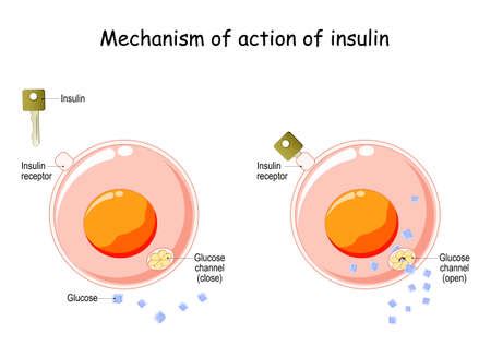 Vecteur De Mechanism Of Action Of Insulin Id Image Libre