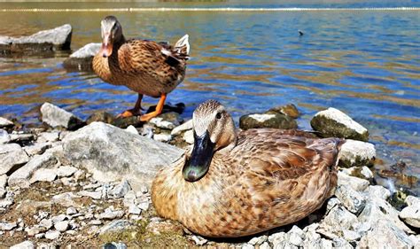 22 Species of Ducks in Oklahoma – A Handy, Informative Guide