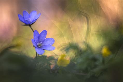 Leberbl Mchen Leberbl Mchen Hepatica Nobilis C Susanne Flickr