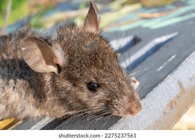 Roof Rat: Over 923 Royalty-Free Licensable Stock Photos | Shutterstock