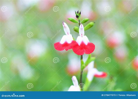 Salvia Microphylla Hot Lips Flowers Stock Image Image Of Ornamental Cherry
