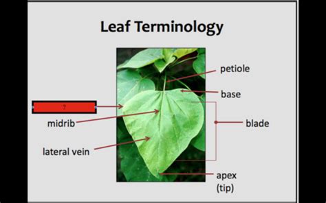 Dendrology Lecture Midterm Flashcards Quizlet