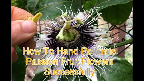 How To Hand Pollinate Passion Fruit Flowers Successfully Youtube