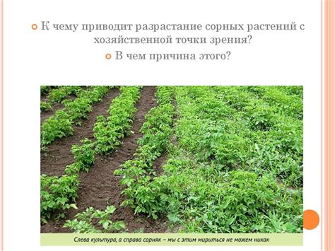 Дикорастущие, культурные и сорные растения - презентация онлайн