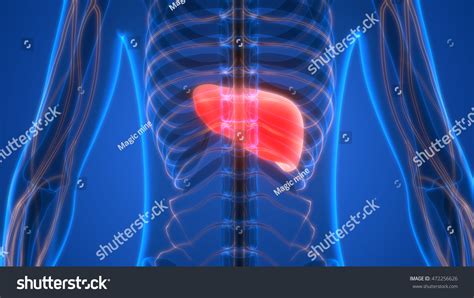 Human Body Organs Anatomy Liver 3d Stock Photo 472256626 Shutterstock