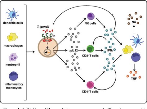 Figure 1 From Visualization Of Immune Cells During Toxoplasma Gondii Infection Semantic Scholar