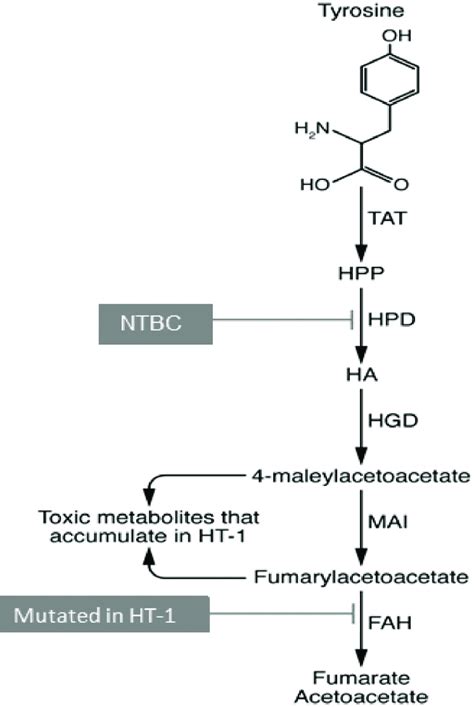 Tyrosine metabolism, with genetic cause of HT1 and pharmacologic... | Download Scientific Diagram