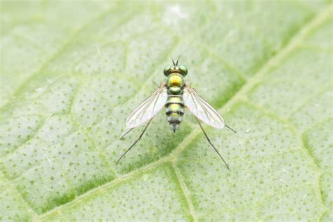 Fruit Flies On Rotting Banana Stock Image - Image of house, animal ...