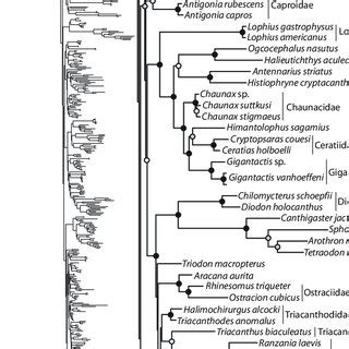 PDF Phylogeny And Tempo Of Diversification In The Superradiation Of