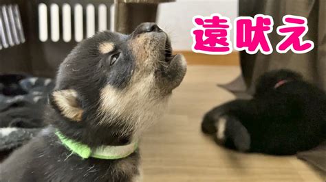 【柴犬 子犬】犬らしく遠吠えの練習を披露する子犬 Youtube