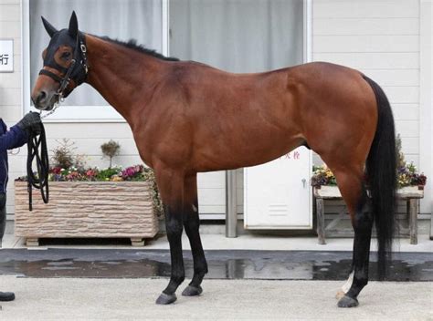 【フェブラリーs】レッドルゼル80点 休養明けで腹周りに余裕 競馬ニュース Netkeiba