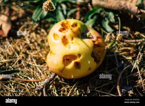 Manzanas Cayendo De Un Rbol Fotograf As E Im Genes De Alta Resoluci N